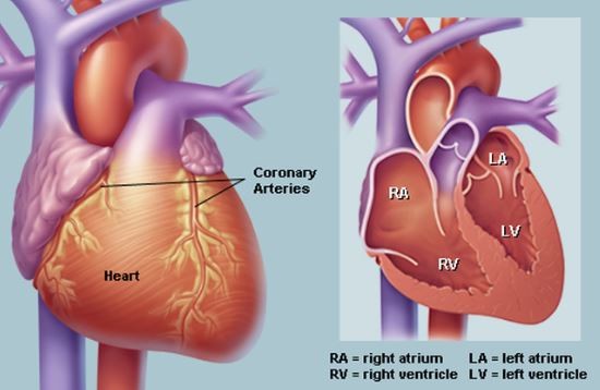 ▲ 예정된 것보다 미리 수축이 발생하는 ‘심실조기수축’과 ‘심방조기수축’을 포괄하여 ‘기외수축’이라고 부른다. 시기를 벗어난 수축이라는 말이다. 심장두근거림으로 한의원을 방문했을 때 한의사로부터 자주 듣는 기외수축이라는 말이 바로 이 뜻이다.