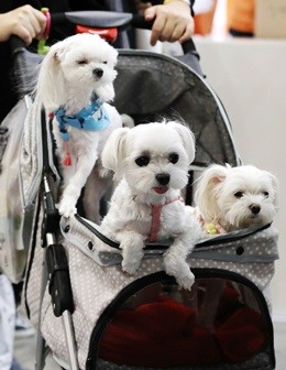 정부가 반려견 목줄착용, 동물등록 등 소유자 준수사항을 위반한 주인들 신고하면 포상금을 주는 이른바 ‘개파라치’ 제도를 3월부터 시행한다.