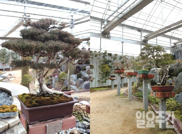 분재 (사진=이재윤 기자)