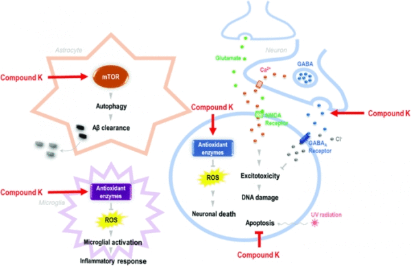 ▲ 컴파운드 K는 당뇨병과 같은 혈관염증질환부터 면역력 증진, 피로회복, 혈소판 응집억제, 혈액흐름 개선, 기억력 개선, 항산화에 도움을 준다.