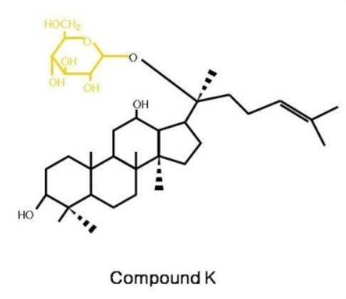 ▲ 자연 상태의 사포닌은 장내 미생물에 의해 체내에서 흡수 가능한 물질로 전환되어야만 그 효능을 나타내는데, 이 물질이 바로 사포닌의 최종 대사물질이자 생리활성물질인 컴파운드 K(Compound K)이다.