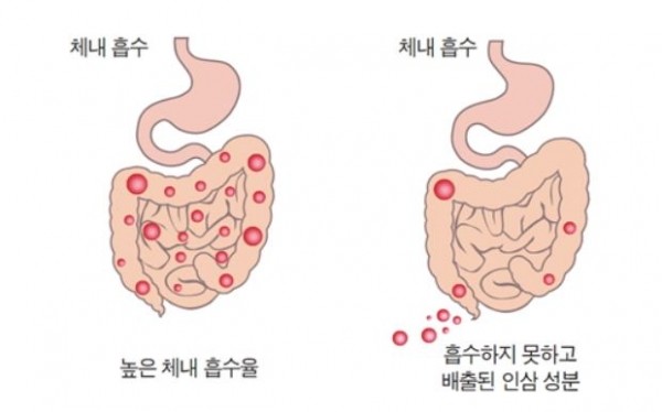 ▲ 식약처 자료에 따르면, 실험대상자의 25%가 장내 미생물의 효소 비활성화로 인해 진세노사이드를 온전히 혈액으로 흡수하지 못했다.