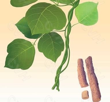 ?▲ 800명이 참가한 대규모 임상시험에서 갈근 숙지황 황기 천화분 옥수수수염 오미자 산약 등으로 구성된 처방을 당뇨약과 함께 투여 받은 당뇨환자들은 정상적인 당화혈색소 수치를 나타내는 경우도 훨씬 많아진 것으로 나타났다.?