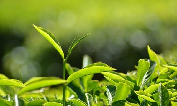 ▲ 수천가지 차가 조금씩 다른 효과를 나타내기에 기호뿐만 아니라 약리작용을 구분하여 차를 선택하는 것도 좋다 .