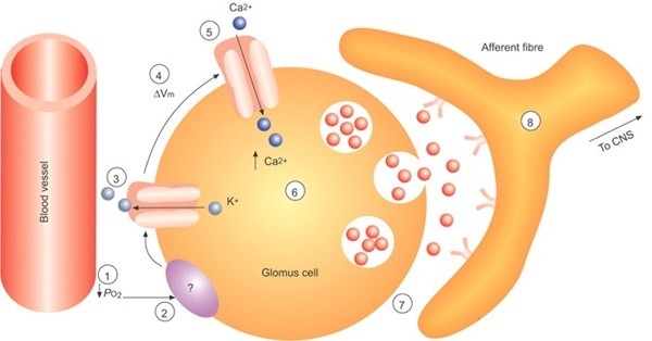 ▲ 글로뮈는 신체 말단에 많이 분포하므로 손끝이나 발끝을 자극하여 글로뮈의 활성을 촉진하는 것이 좋다.