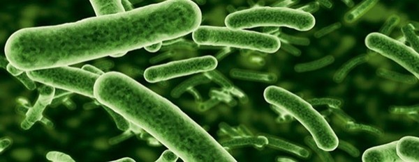 ▲ 장수하는 사람의 장에는 락토바실러스나 비피도박테리움 같은 유익한 장내 세균이 일반인에 비하여 2-5배 정도 많다.