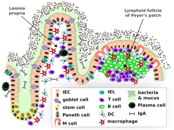 ▲  최근 들어서는 장과 면역력의 관계를 주목하고 있다. 장내 세균이 우리 몸을 병균과 싸워 이길 수 있는 힘을 가지는 항체를 만들기 때문이다.