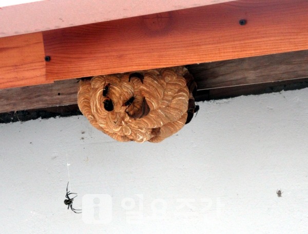 최근 토종벌에 비해 도시 적응성이 좋고 공격성과 벌침의 독성이 높은 외래종 ‘등검은말벌’이 빠르게 확산되고 있어 더욱 주의가 필요하다. 사진은 말벌집 모습이다.